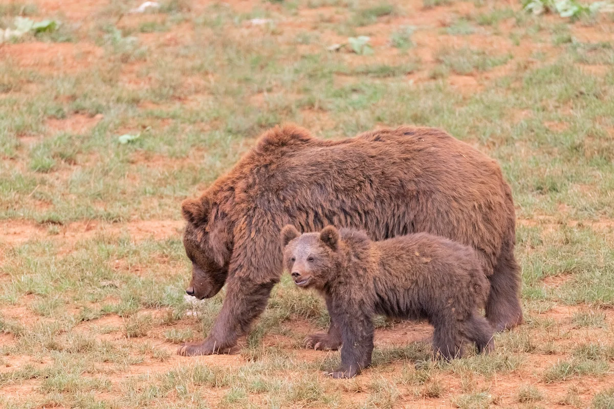 A mother brown bear and her cub at Cabárceno Natural Park, Cantabria