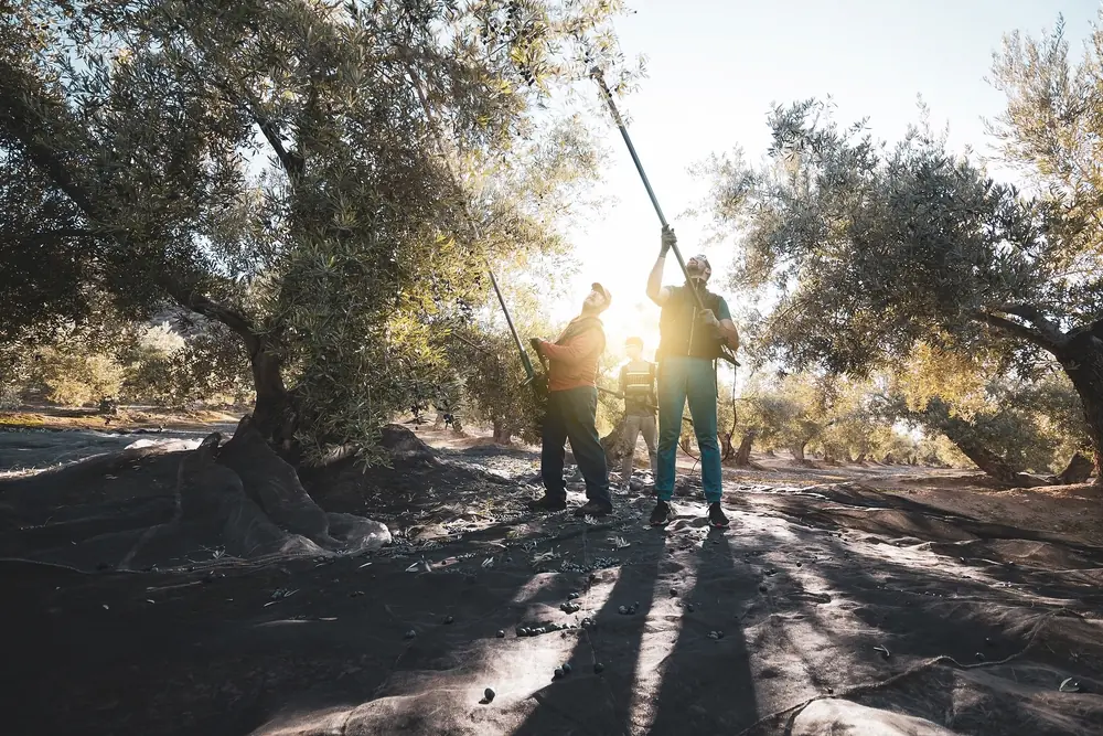 Olive harvesters working in Jaen province, Andalusia
