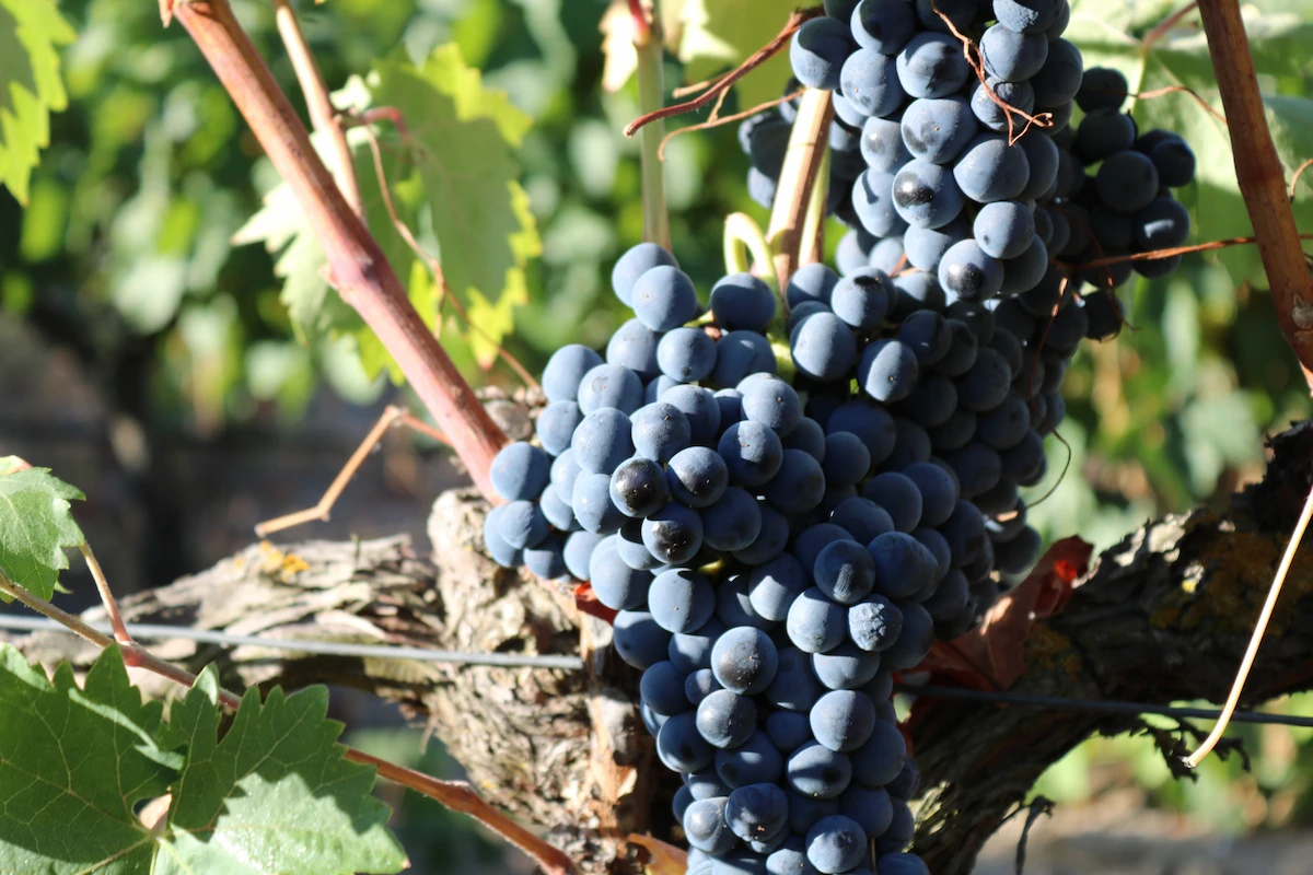 Tempranillo grapes on the vine, Ribera del Duero