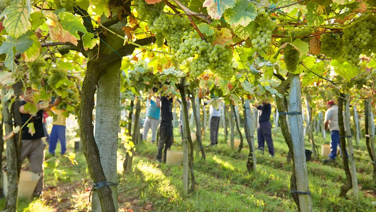 Txakoli vineyards on the coastal hillsides above Getaria